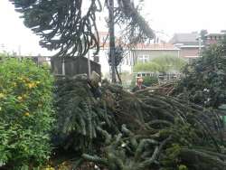 Bomen rooien Holtum